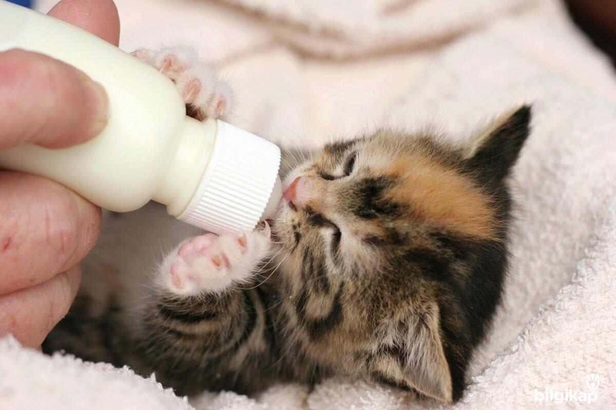 Yavru Kedi Nasıl Beslenir?, Neyle Beslenir?  Evcil Hayvanlar Kedi Bakımı